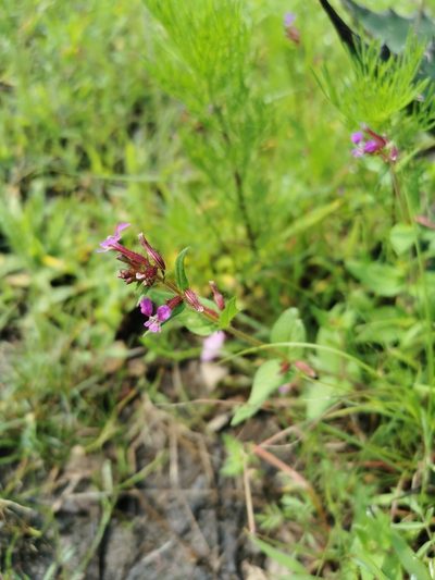 Cuphea tolucana, photographed by Juan Carlos Pérez Magaña