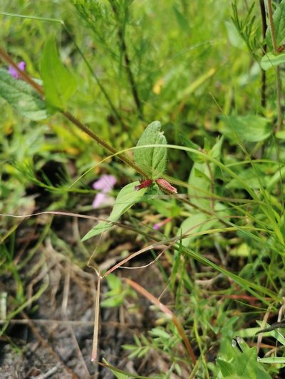 Cuphea tolucana, photographed by Juan Carlos Pérez Magaña