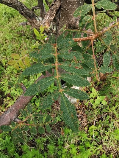 Bursera cuneata, photographed by Juan Carlos Pérez Magaña