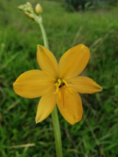 Echeandia michoacensis, photographed by Juan Carlos Pérez Magaña