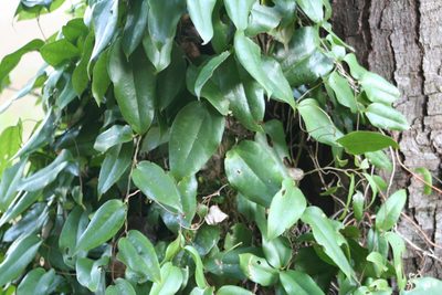Lapageria rosea, photographed by Lucas Illanes