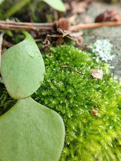 Scleropodium touretii, photographed by Randal