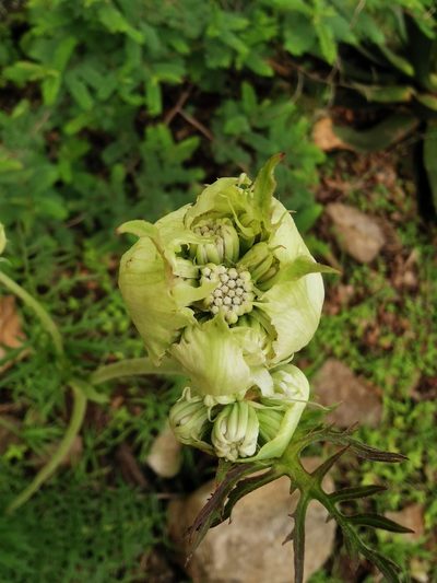 Psacalium cirsiifolium, photographed by Juan Carlos Pérez Magaña