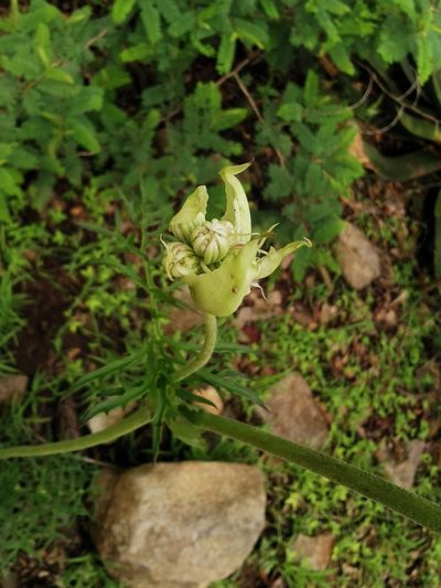 Psacalium cirsiifolium, photographed by Juan Carlos Pérez Magaña