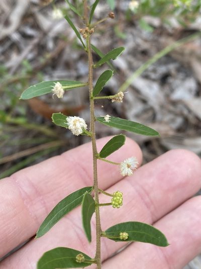 Acacia hispidula, photographed by Greg Tasney