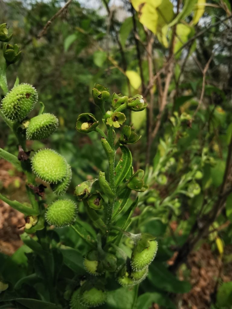 Oncaglossum pringlei, photographed by Juan Carlos Pérez Magaña