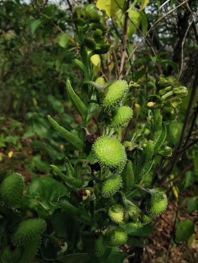 Oncaglossum pringlei, photographed by Juan Carlos Pérez Magaña