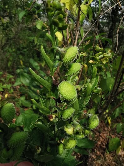 Oncaglossum pringlei, photographed by Juan Carlos Pérez Magaña