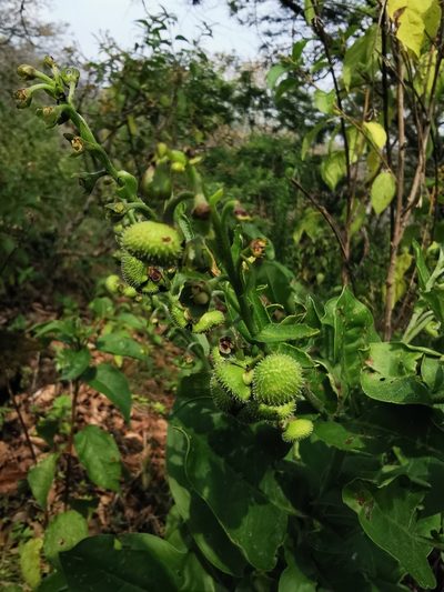 Oncaglossum pringlei, photographed by Juan Carlos Pérez Magaña