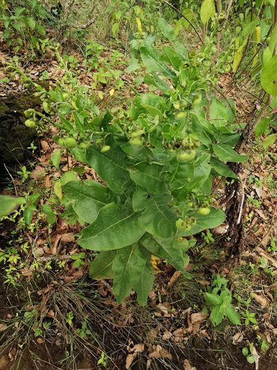 Oncaglossum pringlei, photographed by Juan Carlos Pérez Magaña