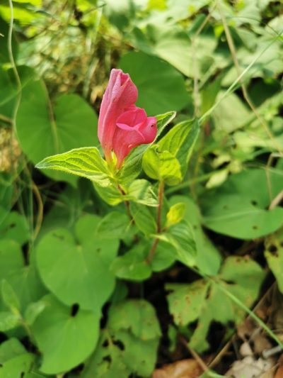 Spigelia scabrella, photographed by Juan Carlos Pérez Magaña