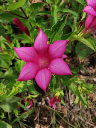 Spigelia scabrella, photographed by Juan Carlos Pérez Magaña