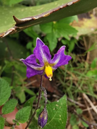 Solanum demissum, photographed by Juan Carlos Pérez Magaña