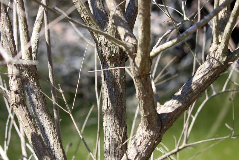 Cephalanthus salicifolius, photographed by Lauren McLaurin