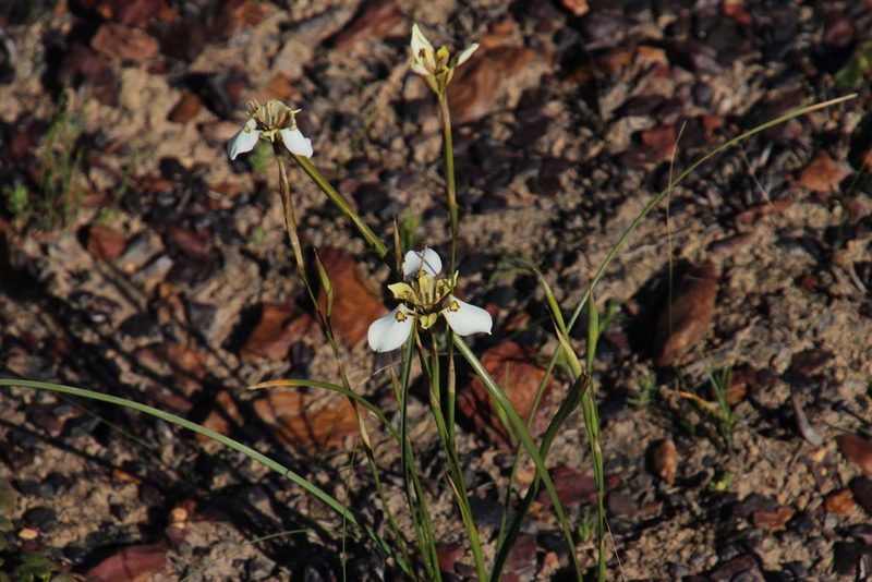Moraea cantharophila, photographed by Tony Rebelo