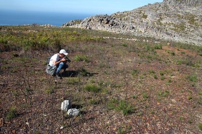 Moraea cantharophila, photographed by Tony Rebelo