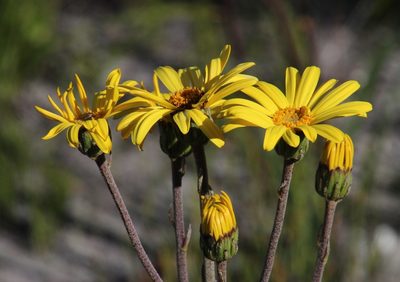 Capelio caledonica, photographed by Tony Rebelo