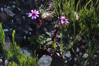 Senecio cymbalariifolius, photographed by Tony Rebelo