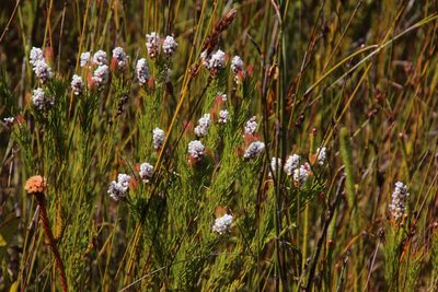 Spatalla mollis, photographed by Tony Rebelo