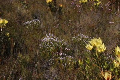 Spatalla mollis, photographed by Tony Rebelo