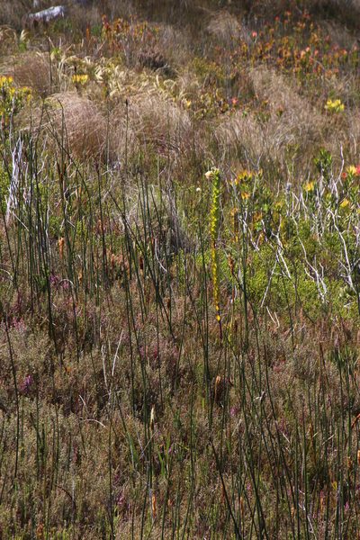Orothamnus zeyheri, photographed by Tony Rebelo