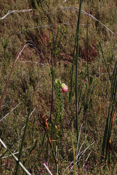 Orothamnus zeyheri, photographed by Tony Rebelo