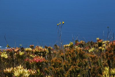 Ursinia eckloniana, photographed by Tony Rebelo