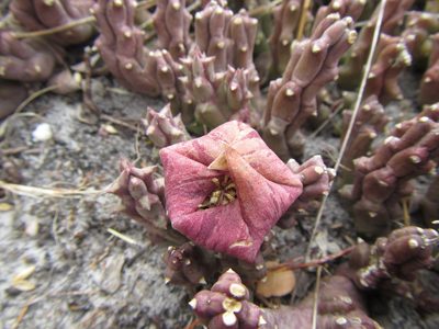 Orbea variegata, photographed by douglaseustonbrown