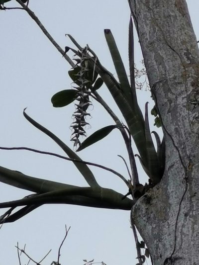 Billbergia pallidiflora, photographed by Juan Carlos Pérez Magaña