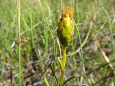 Pteronia tenuifolia, photographed by douglaseustonbrown