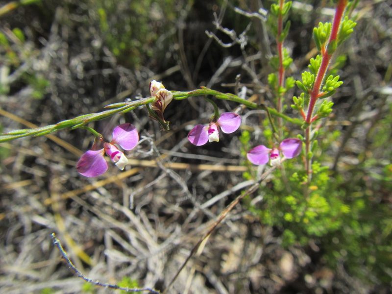 Polygala lehmanniana, photographed by douglaseustonbrown