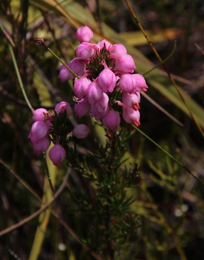 Erica holosericea, photographed by Tony Rebelo