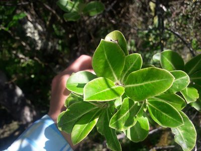 Pittosporum colensoi, photographed by naturewatchwidow