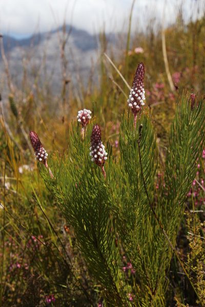 Spatalla longifolia, photographed by Tony Rebelo