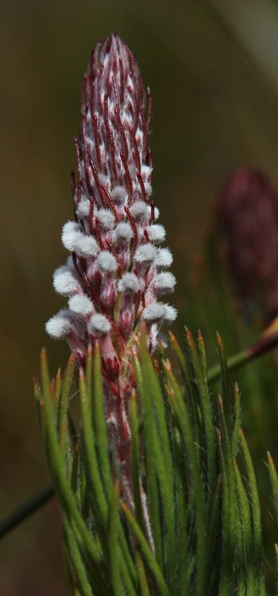Spatalla longifolia, photographed by Tony Rebelo