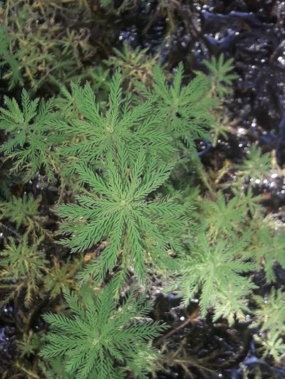 Myriophyllum robustum, photographed by naturewatchwidow