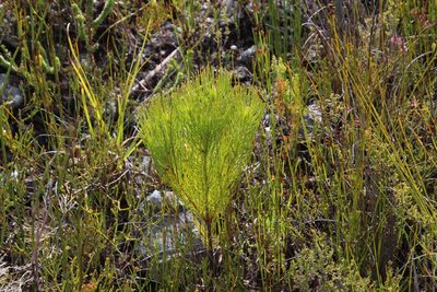 Spatalla longifolia, photographed by Tony Rebelo