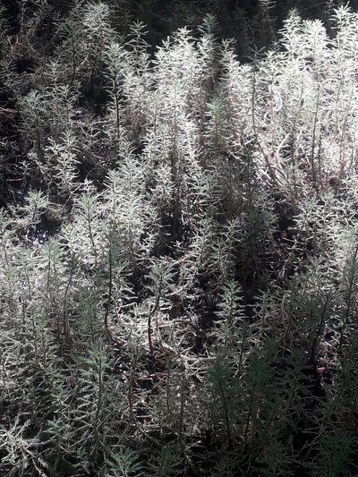Myriophyllum robustum, photographed by naturewatchwidow