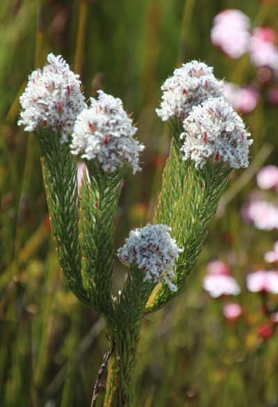 Sorocephalus clavigerus, photographed by Tony Rebelo