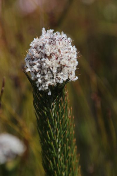Sorocephalus clavigerus, photographed by Tony Rebelo