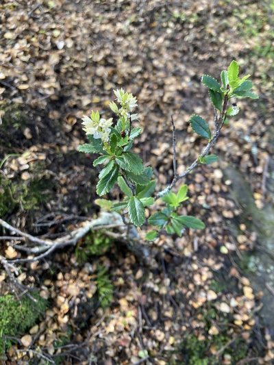 Tetracarpaea tasmannica, photographed by krumpianking
