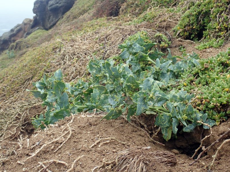 Atriplex australasica, photographed by Peter de Lange
