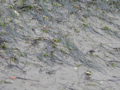 Zostera noltii, photographed by Duarte Frade