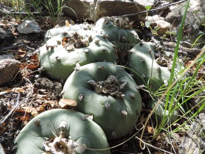 Lophophora diffusa, photographed by Sandino Guerrero