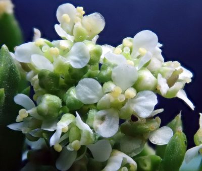Lepidium oblitum, photographed by Peter de Lange