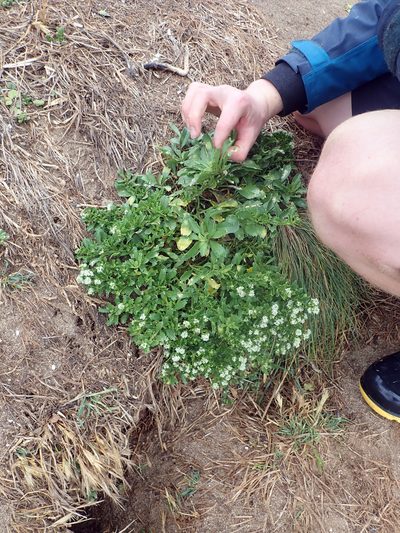 Lepidium oblitum, photographed by Peter de Lange