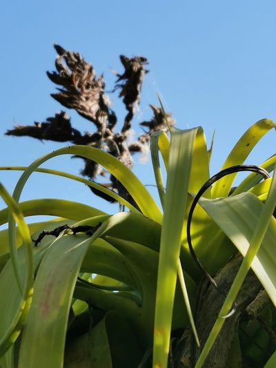 Tillandsia rothii, photographed by Juan Carlos Pérez Magaña