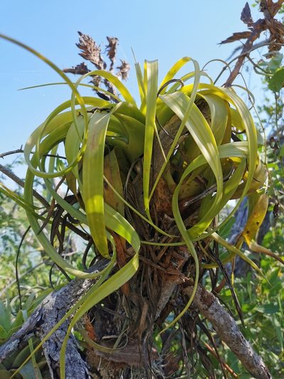 Tillandsia rothii, photographed by Juan Carlos Pérez Magaña