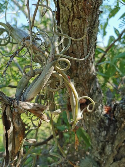 Tillandsia intermedia, photographed by Juan Carlos Pérez Magaña