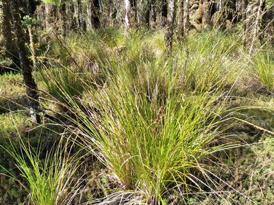 Carex rafflesiana, photographed by Leon Perrie